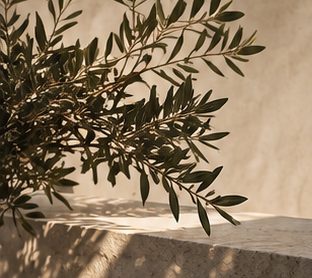 Olive branch on sunlit stone